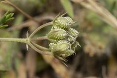 Tordylium pestalozzae