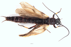 Austroperla cyrene
