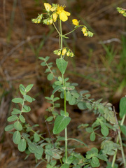 Hypericum montbretii