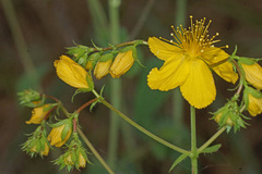 Hypericum montbretii