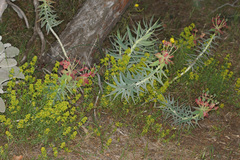 Euphorbia rigida
