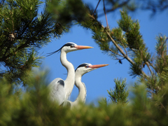 Ardea cinerea
