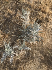 Astragalus oxyphysus