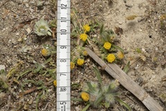Anthemis rigida