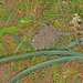 Muscari racemosum - Photo (c) Felix Riegel, algunos derechos reservados (CC BY-NC), subido por Felix Riegel