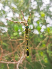 Phyllomacromia picta