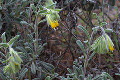 Onosma frutescens