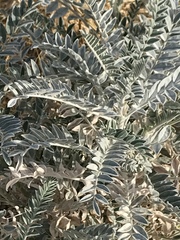 Astragalus oxyphysus