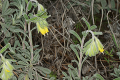 Onosma frutescens