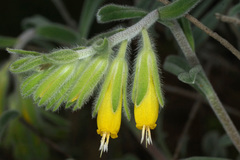 Onosma frutescens