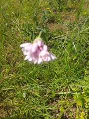 Allium roseum