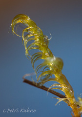 Sarmentypnum exannulatum