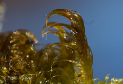 Sarmentypnum exannulatum