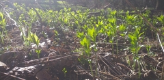 Mercurialis perennis