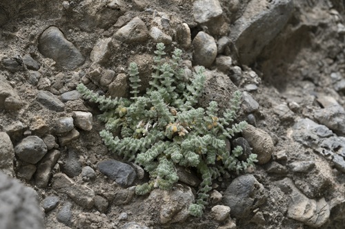 Image of Galium canum by (c) Eleftherios Katsillis, some rights reserved (CC BY)