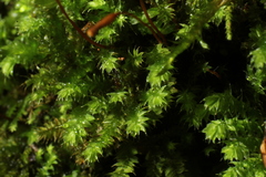 Racopilum cuspidigerum