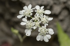 Tordylium pestalozzae