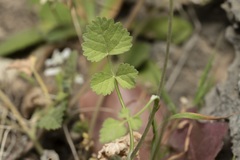 Tordylium pestalozzae