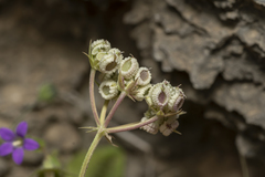 Tordylium pestalozzae