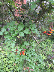 Eccremocarpus scaber