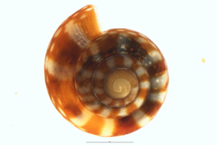 Allodiscus