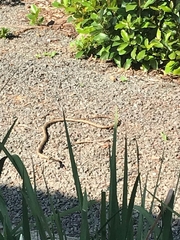 Thelotornis capensis