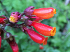 Eccremocarpus scaber