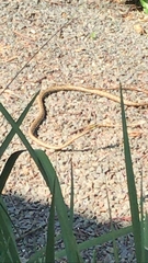 Thelotornis capensis