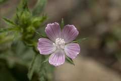 Malva cretica