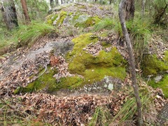 Racopilum cuspidigerum