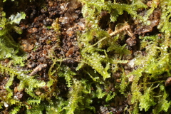 Ceramanus clatritexta