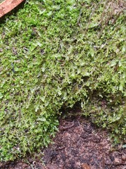 Ceramanus clatritexta