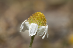 Anthemis macrotis