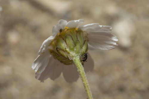 Image of Anthemis macrotis by (c) Eleftherios Katsillis, some rights reserved (CC BY)