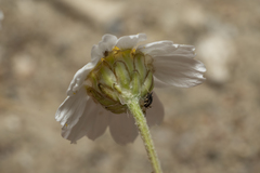 Anthemis macrotis