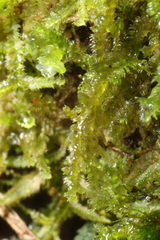 Ceramanus clatritexta