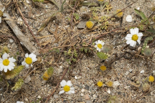 Image of Anthemis macrotis by (c) Eleftherios Katsillis, some rights reserved (CC BY)