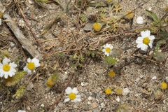 Anthemis macrotis