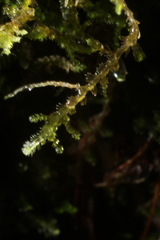 Ceramanus clatritexta