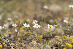 Anthemis macrotis