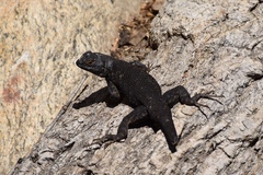 Sceloporus occidentalis biseriatus