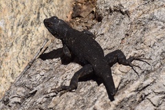Sceloporus occidentalis biseriatus