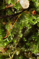 Ceramanus clatritexta