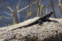 Sceloporus occidentalis biseriatus
