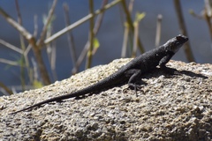 Sceloporus occidentalis biseriatus