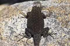 Sceloporus occidentalis biseriatus