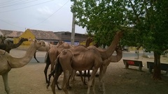 Camelus