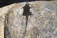 Sceloporus occidentalis biseriatus