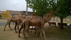 Camelus