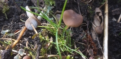 Fungi